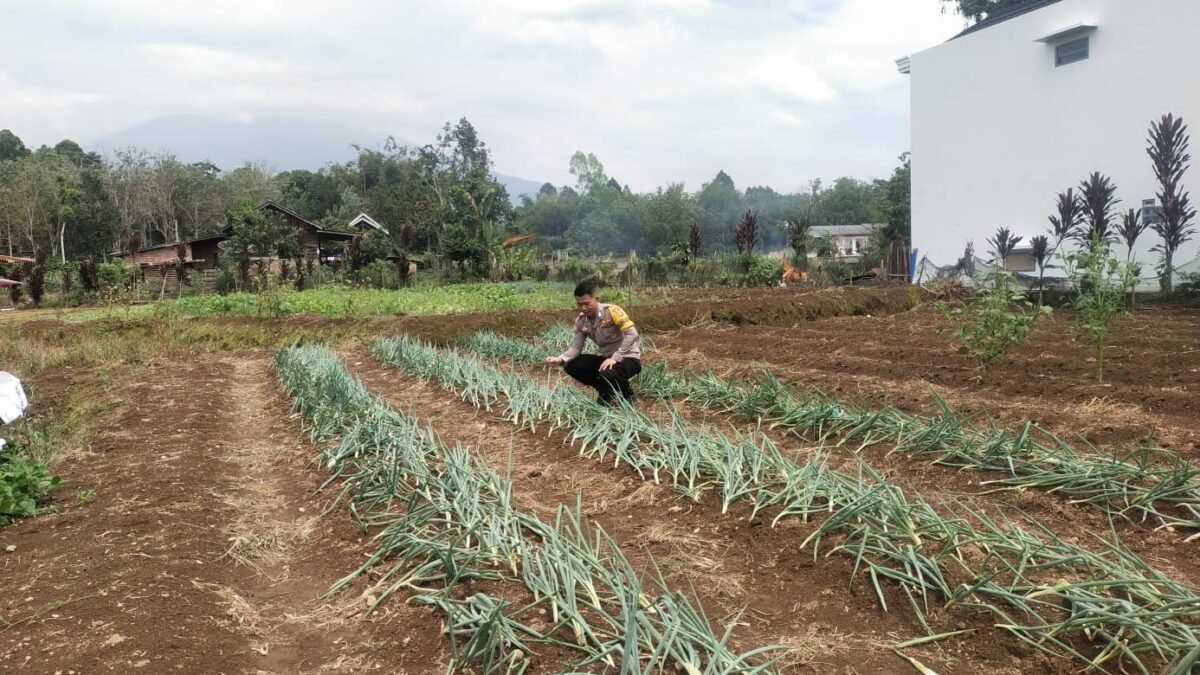 Lahan Jagung dan Daun Bawang Jadi Fokus Monitoring Polisi