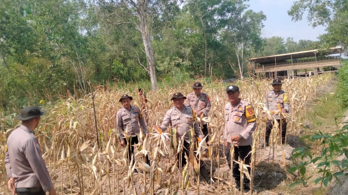 Panen Raya Jagung di Ponpes Ar Rahman, Polsek Plaju Dukung Ketahanan Pangan Nasional