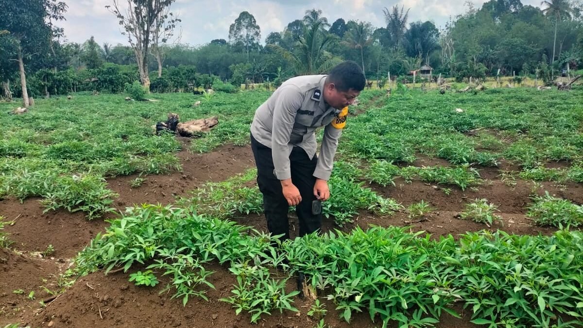 Budidaya Cabai dan Daun Bawang Warga Dapat Pendampingan Polisi