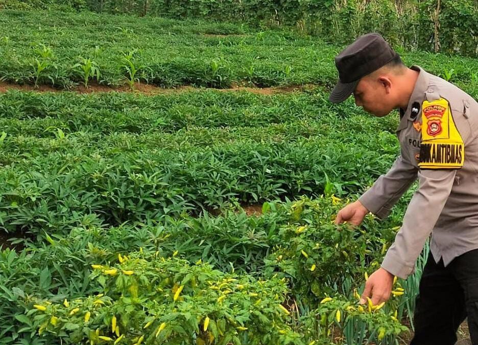 Kapolres Pagar Alam Dukung Pemanfaatan Pekarangan Produktif Warga