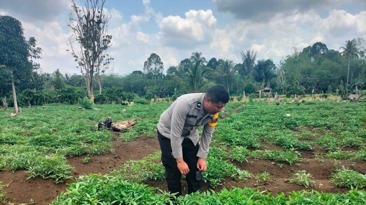 Polsek Dempo Utara Perkuat Ketahanan Pangan Lewat Budidaya Cabai dan Kacang Panjang