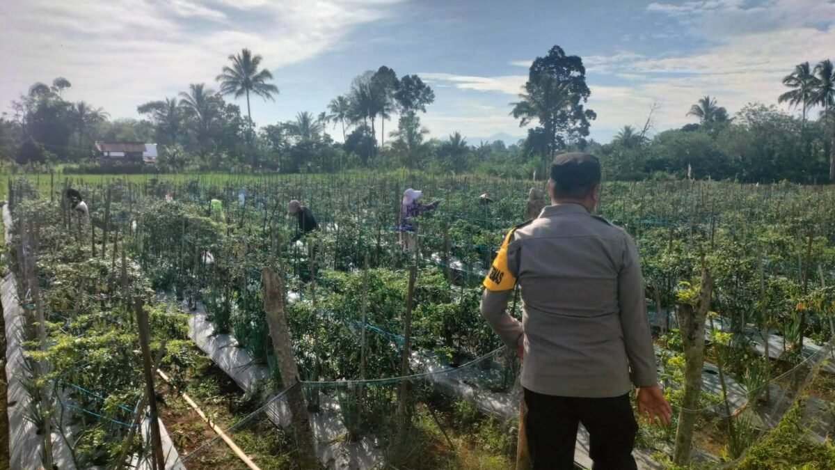 Bangun Rejo Jadi Lokasi Monitoring Pekarangan Cabai oleh Polres Pagar Alam
