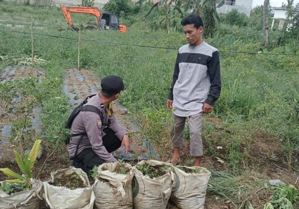 Polres Pagar Alam Pantau Perkembangan Cabai di Pekarangan Warga Bangun Rejo