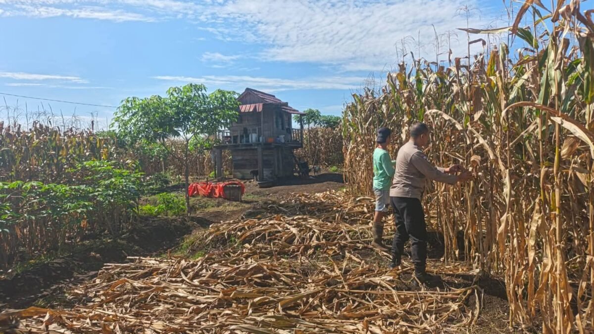 Polres Pagar Alam Pantau Perkembangan Tanaman Tomat dan Jagung Warga