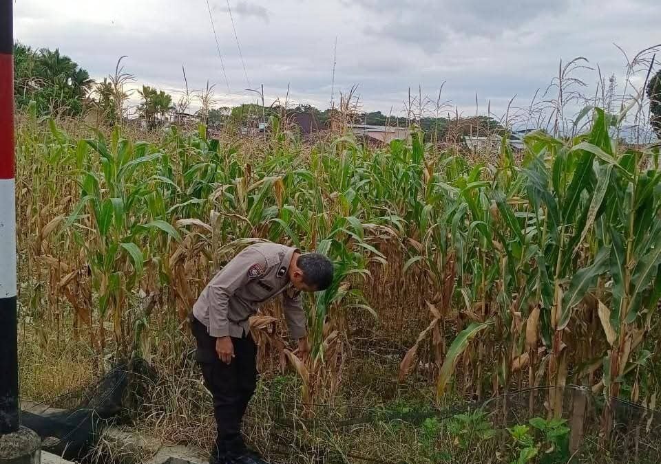 Ketahanan Pangan Berbasis Masyarakat, Polres Pagar Alam Dampingi Petani