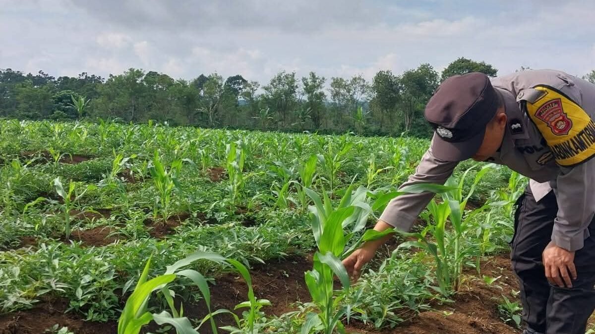Bhabinkamtibmas Pantau Jagung Warga sebagai Wujud Dukungan Polri