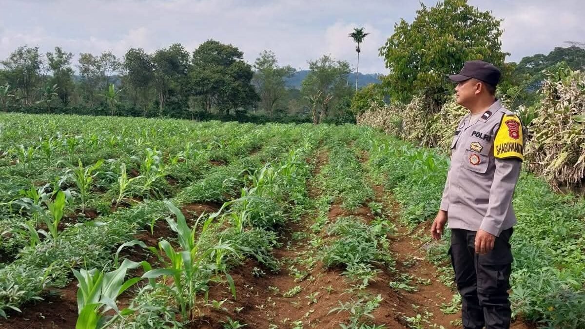 Polres Pagar Alam Dorong Optimalisasi Lahan Pertanian Milik Warga