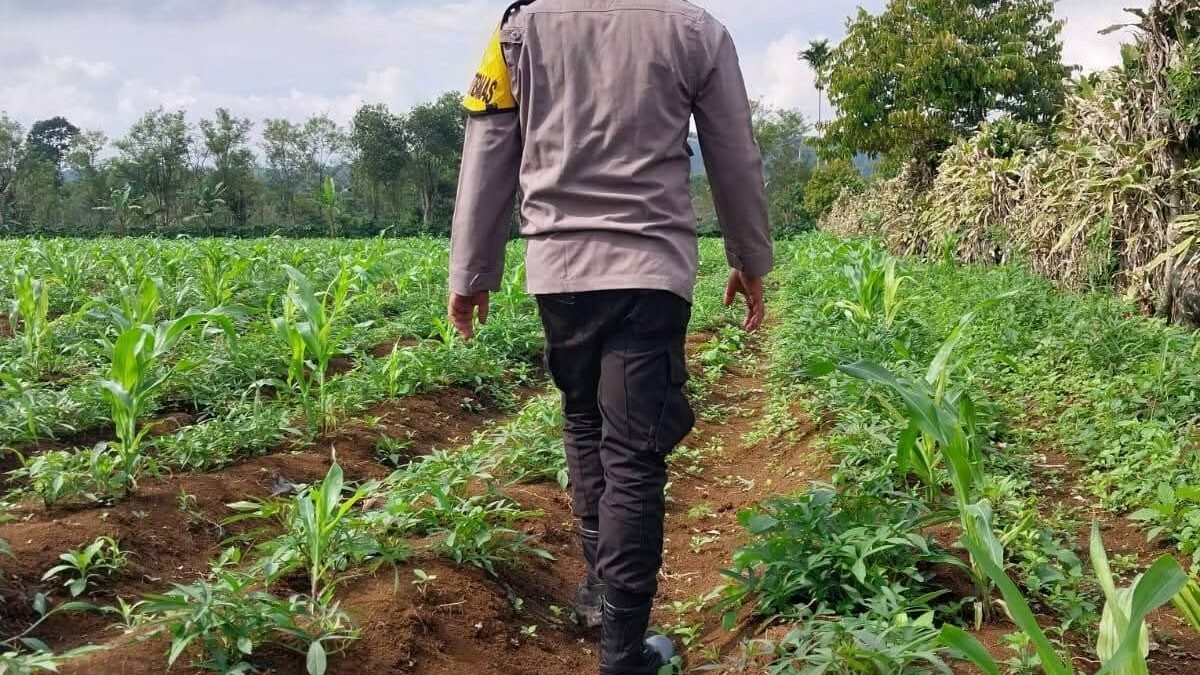 Bhabinkamtibmas Hadir di Kebun Jagung, Dukung Ketahanan Pangan Masyarakat