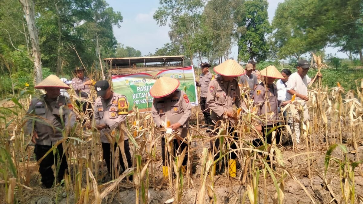 Panen Jagung Bersama Masyarakat, Polrestabes Palembang Perkuat Ketahanan Pangan dan Sinergi Warga