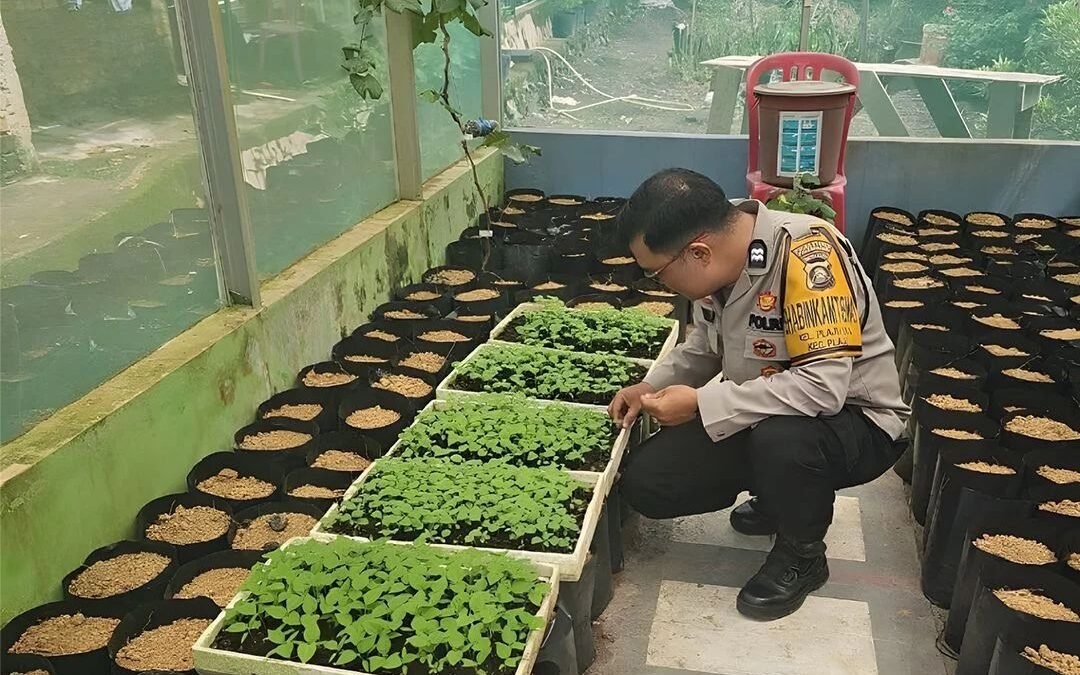 Dekat dengan Petani, Bhabinkamtibmas Polsek Plaju Dorong Produktivitas Lahan Pertanian