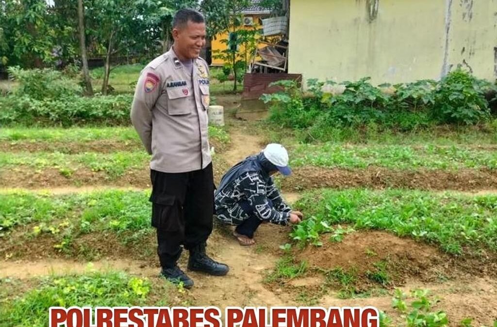 Polisi Tak Hanya Jaga Kamtibmas, Polsek Sako Kini Aktif Budidayakan Pakcoy