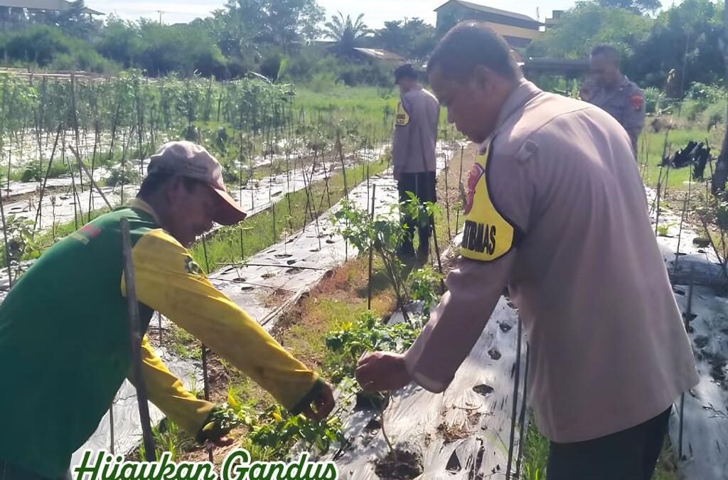 Polsek Gandus Kawal Ketahanan Pangan, Pertanian Warga Terus Didorong