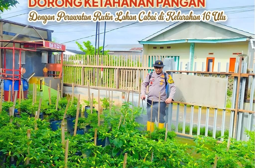 Dukung Swasembada Pangan, Polrestabes Palembang Polda Sumsel Konsisten Rawat Kebun Cabai Warga