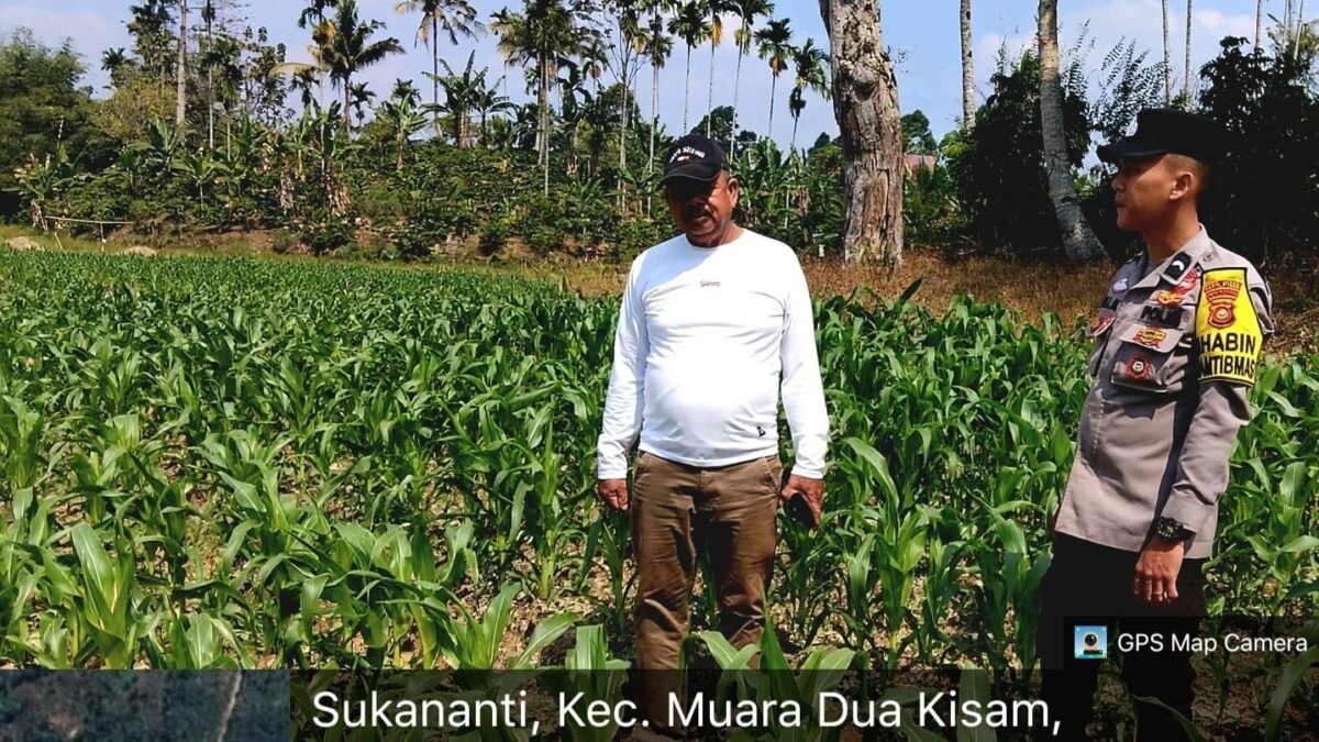 Bhabinkamtibmas Polsek Muaradua Kisam Cek Lahan Jagung, Dukung Program Pemerintah Wujudkan Swasembada Pangan