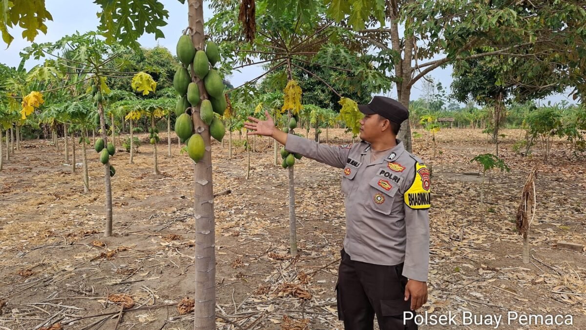 Bhabinkamtibmas Polsek Buay Pemaca Cek Lahan Pepaya, Dukung Program Ketahanan Pangan