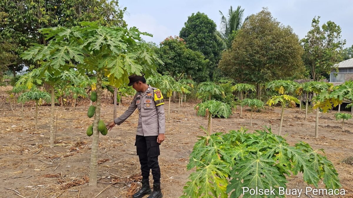 Dukung Ketahanan Pangan, Bhabinkamtibmas Polsek Buay Pemaca Pantau Lahan Pepaya di Talang Padang