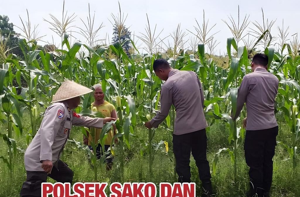 Polrestabes Palembang Polda Sumsel Dorong Ketahanan Pangan, Polsek Sako Turun ke Lahan Jagung