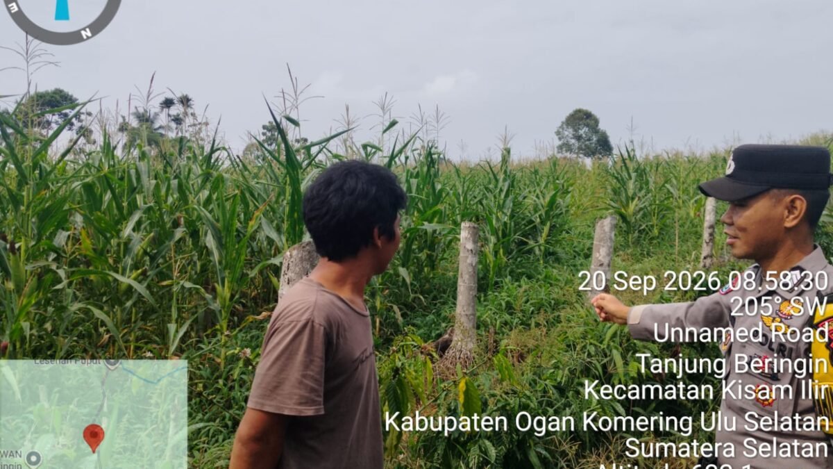 Dukung Ketahanan Pangan, Bhabinkamtibmas Muaradua Kisam Pantau Budidaya Jagung Warga