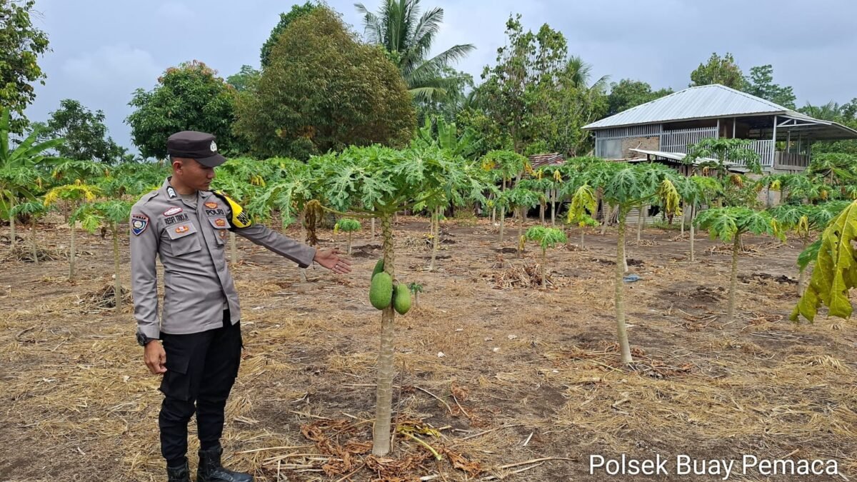 Bhabinkamtibmas Polsek Buay Pemaca Cek Tanaman Pepaya, Dukung Program Ketahanan Pangan