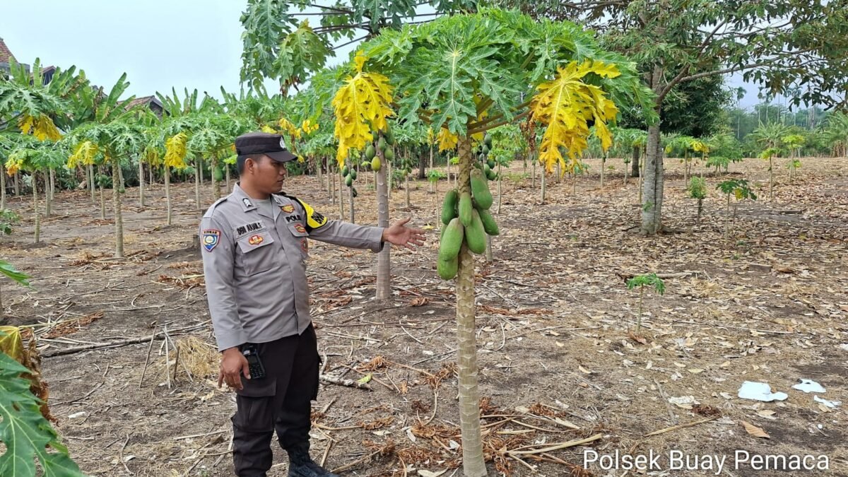 Dukung Swasembada Pangan, Bhabinkamtibmas Buay Pemaca Pantau Budidaya Pepaya di Karet Jaya