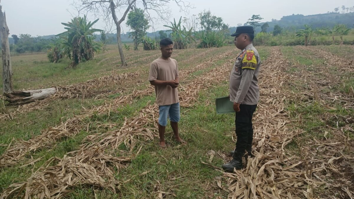 Cegah Karhutla, Bhabinkamtibmas Polsek Simpang Imbau Petani Olah Sisa Batang Jagung Jadi Kompos