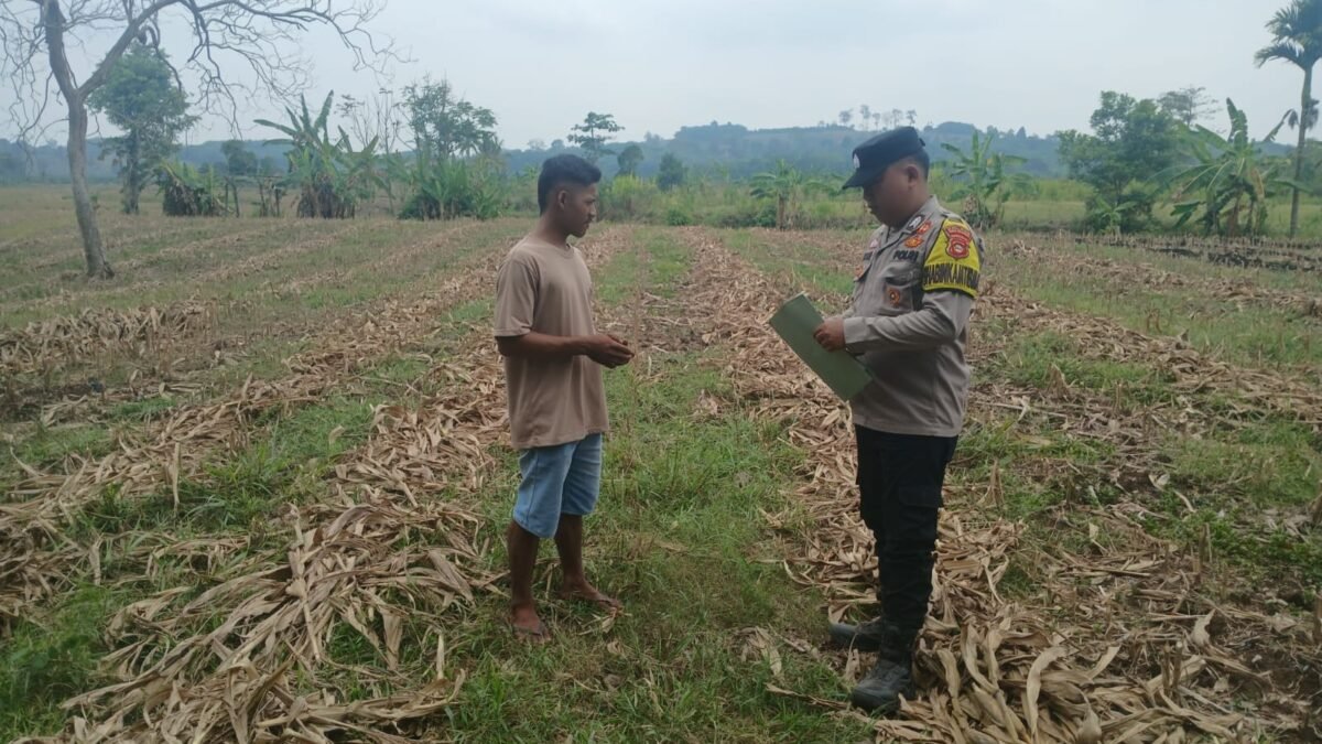 Dukung Swasembada Pangan, Bhabinkamtibmas Polsek Simpang Pantau Lahan Jagung
