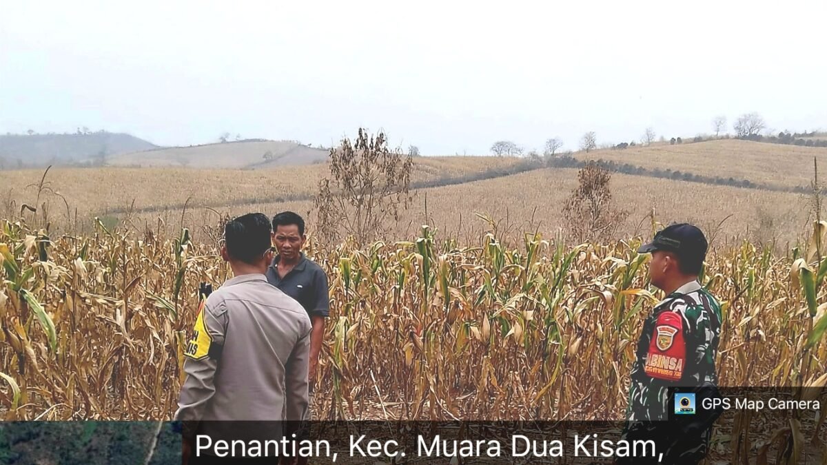 Bhabinkamtibmas Polsek Muaradua Kisam Cek Lahan Jagung, Dukung Swasembada Pangan