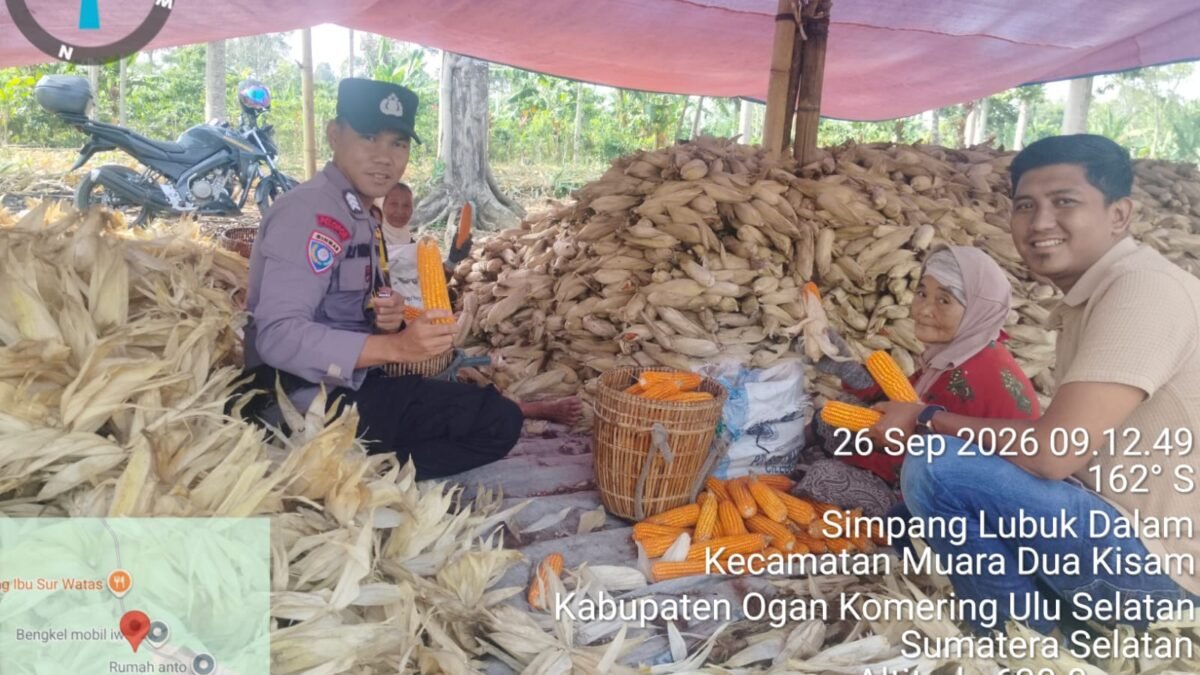 Polri Hadir Dukung Petani, Bhabinkamtibmas Pantau Lahan Jagung di Lubuk Dalam