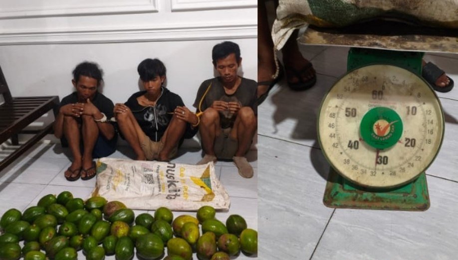 Tiga pencuri alpukat 32 kg di Lubuk Linggau diamankan polisi setelah dipergoki warga.