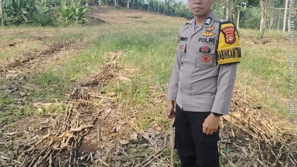 Polri Turut Kawal Program Ketahanan Pangan, Bhabinkamtibmas Cek Tanaman Jagung