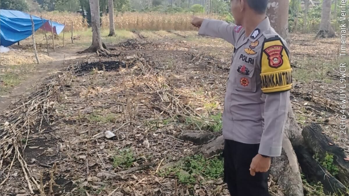 Dorong Pemanfaatan Lahan Produktif, Bhabinkamtibmas Pantau Tanaman Jagung di Lubuk Dalam