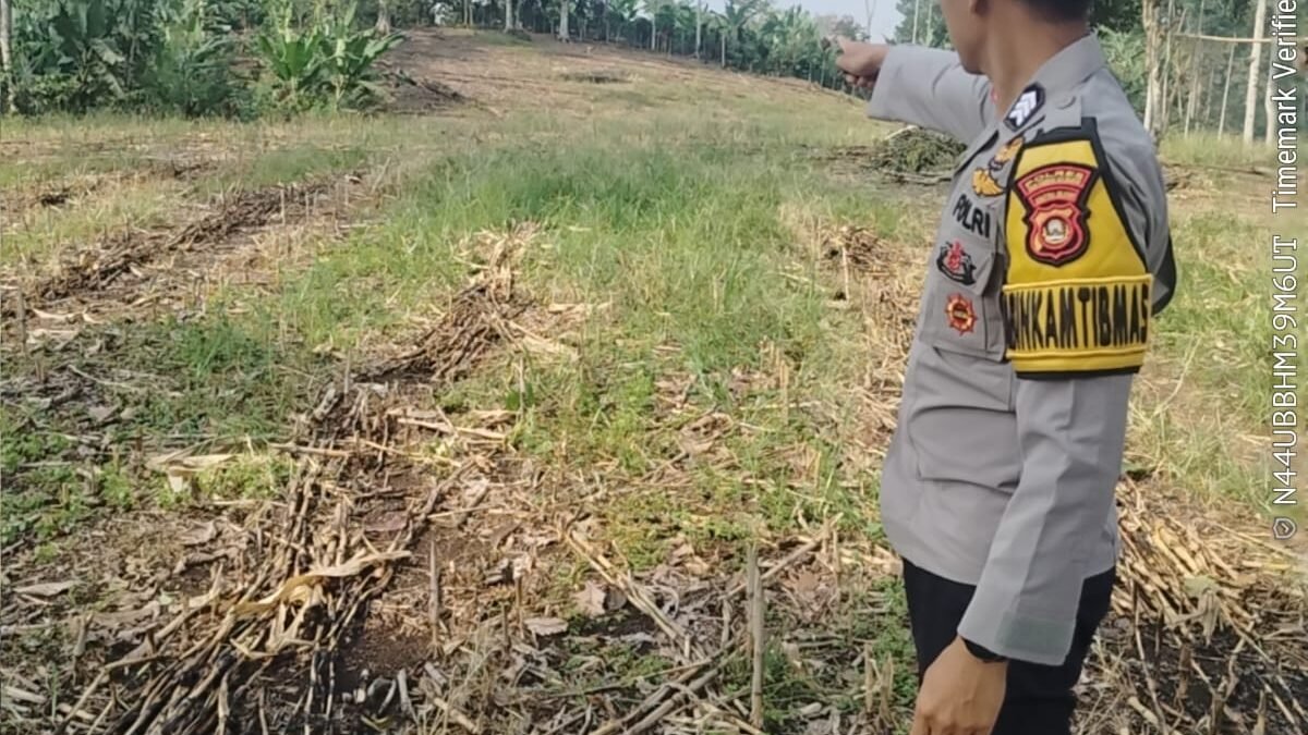 Bhabinkamtibmas Muaradua Kisam Cek Lahan Jagung Dukung Ketahanan Pangan