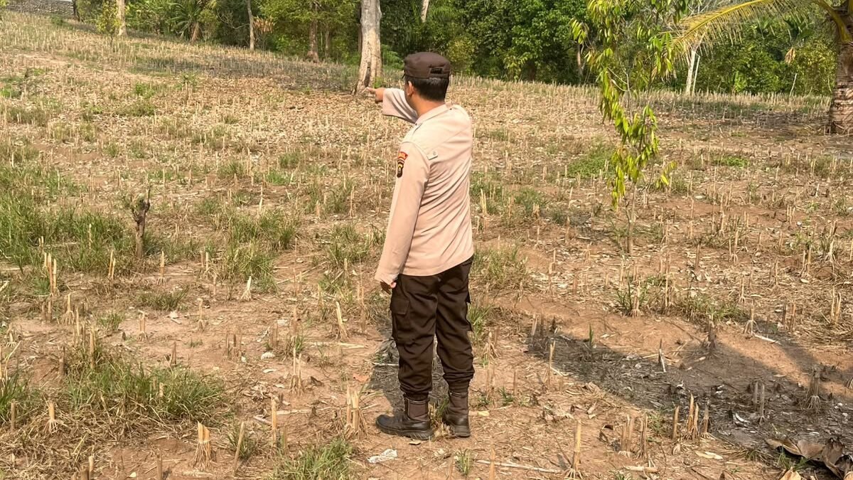Manfaatkan Lahan Produktif, Bhabinkamtibmas Buay Runjung Dukung Penanaman Jagung di Simpang Saga