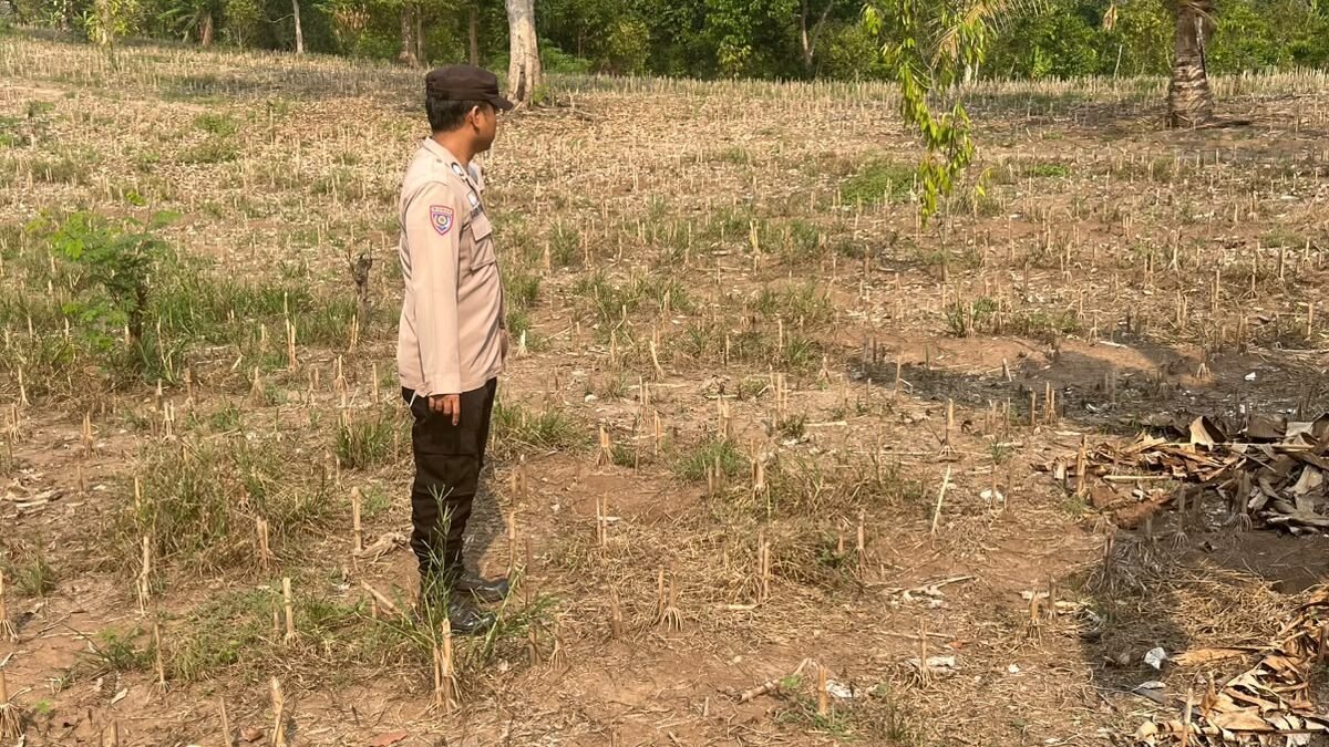 Bhabinkamtibmas Buay Runjung Cek Lahan Jagung, Dukung Program Swasembada Pangan