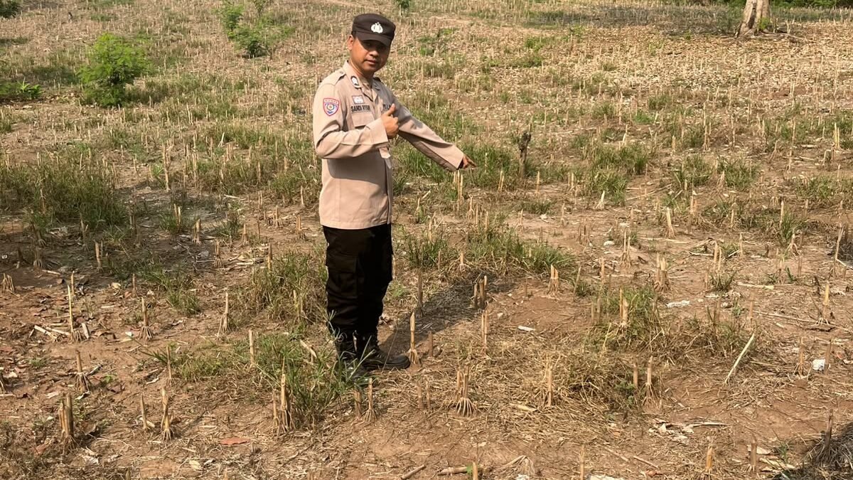 Dukung Ketahanan Pangan, Bhabinkamtibmas Buay Runjung Pantau Persiapan Lahan Jagung