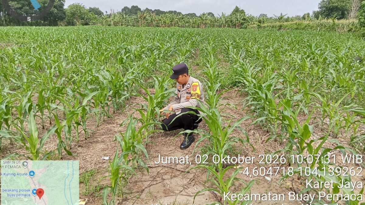 Bhabinkamtibmas Buay Pemaca Cek Tanaman Jagung, Dukung Program Ketahanan Pangan