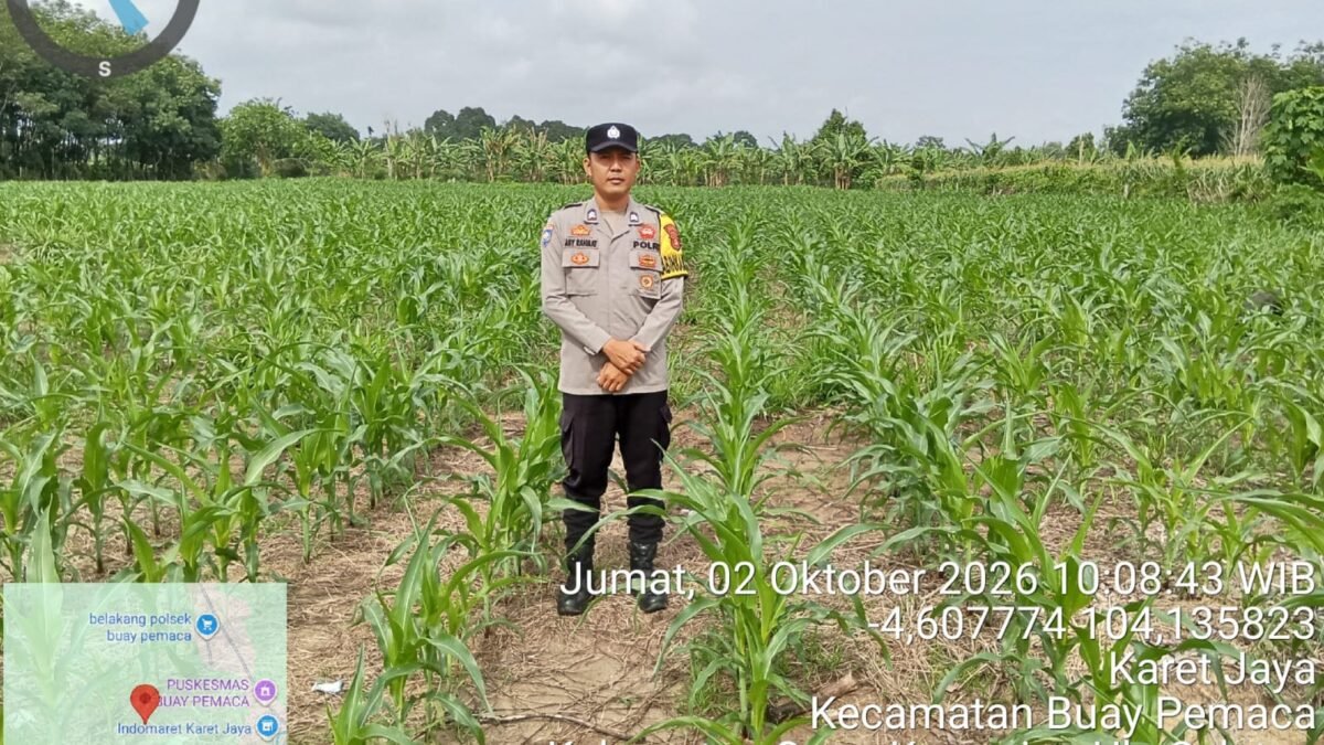 Bhabinkamtibmas Buay Pemaca Cek Tanaman Jagung, Dukung Program Ketahanan Pangan