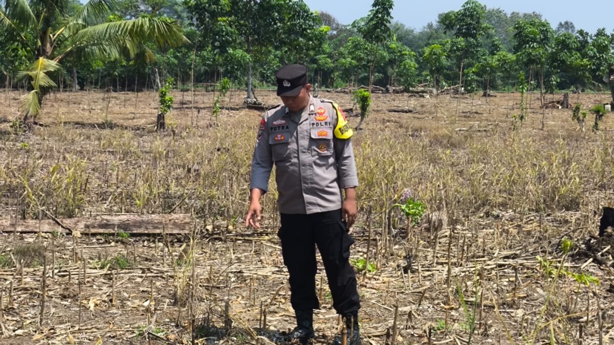 Dukung Ketahanan Pangan Nasional, Bhabinkamtibmas Polsek Simpang Cek Lahan Kosong Persiapan Tanam Jagung di Damarpura