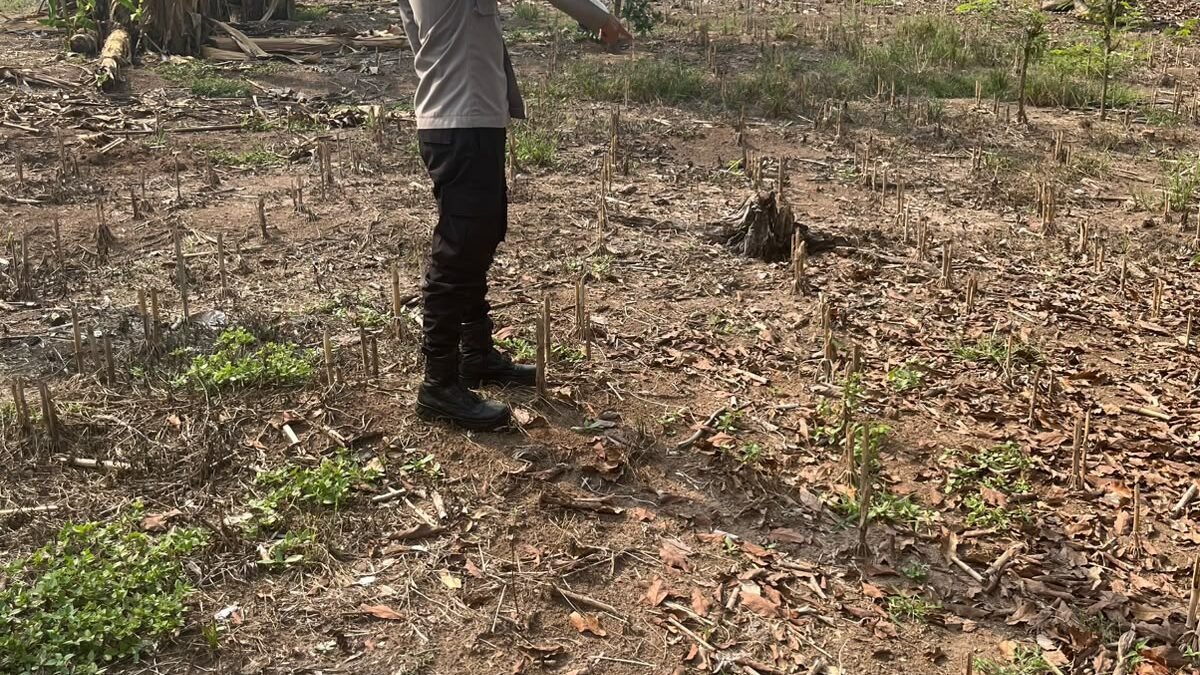Dukung Ketahanan Pangan Nasional, Bhabinkamtibmas Polsek Buay Runjung Cek Lahan Persiapan Tanam Jagung di Desa Simpang Saga