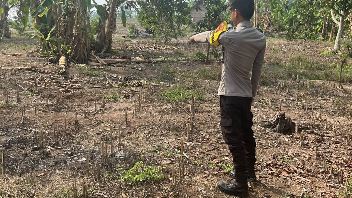 Wujudkan Swasembada Pangan, Polsek Buay Runjung Turun ke Sawah Dampingi Petani di Simpang Saga