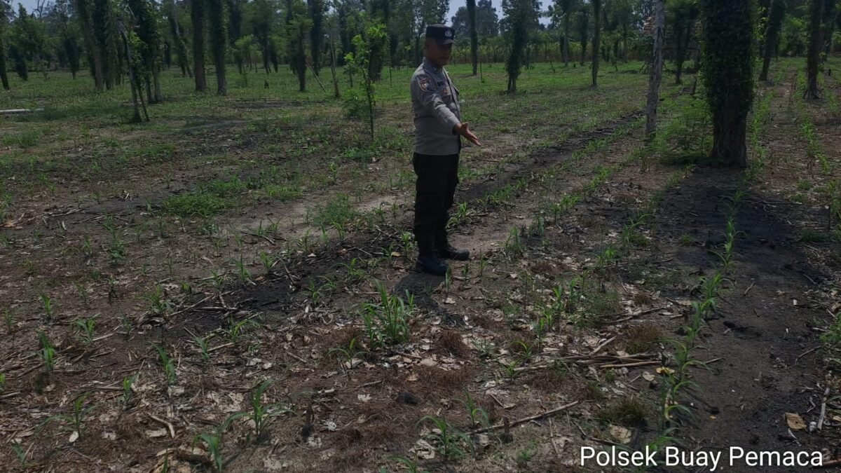 Polsek Buay Pemaca Dukung Swasembada Pangan Melalui Pemantauan Tanaman Jagung