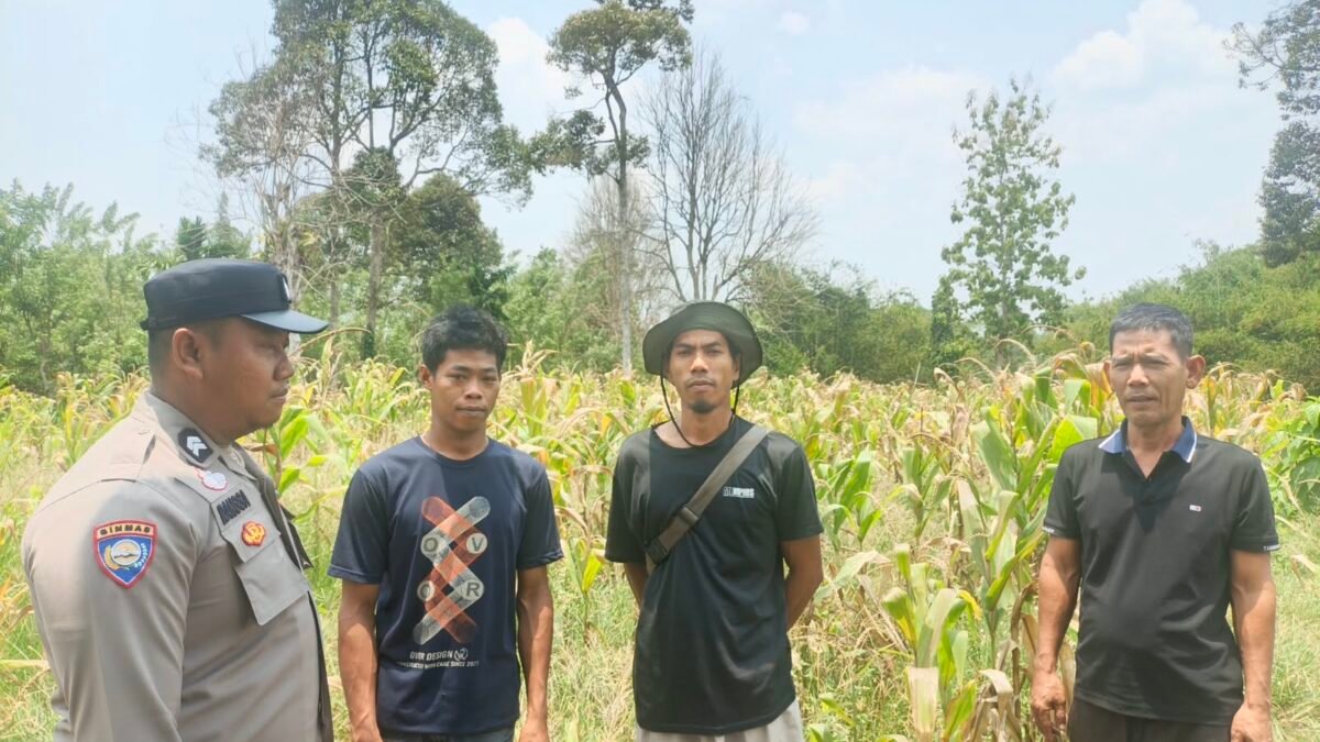 Polisi Hadir di Tengah Petani, Bhabinkamtibmas Pantau Tanaman Jagung di Gunung Terang